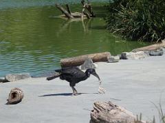 101PARC AUX OISEAUX DANS L AIN 2016 3_000033